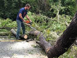 Best Tree Maintenance Programs  in Plattsburgh, NY