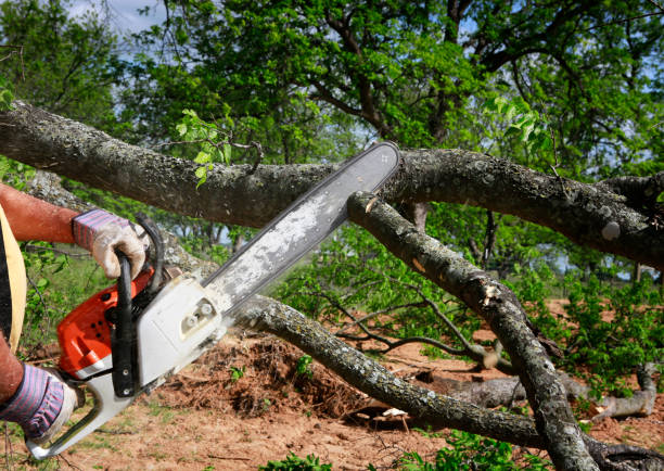 Best Stump Grinding and Removal  in Plattsburgh, NY